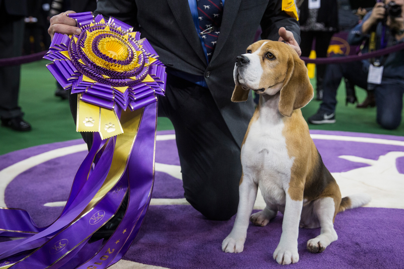 Illustration for article titled Look at This Cute Fucking Westminster Champion Beagle
